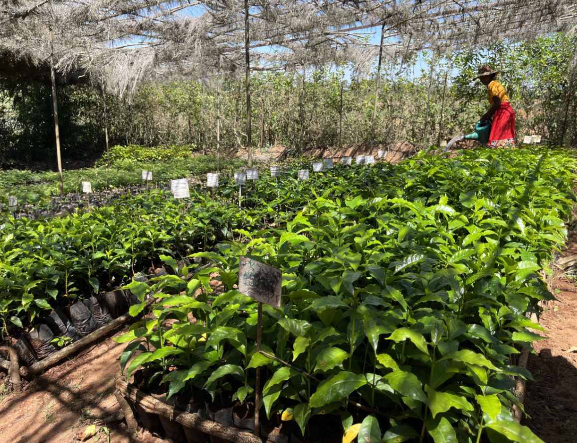 Nursery Founder