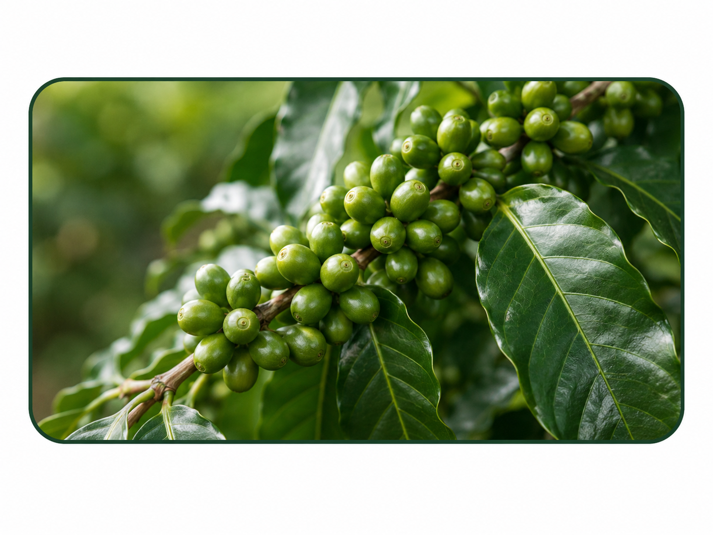 Annual Madagascar Coffee Shipment