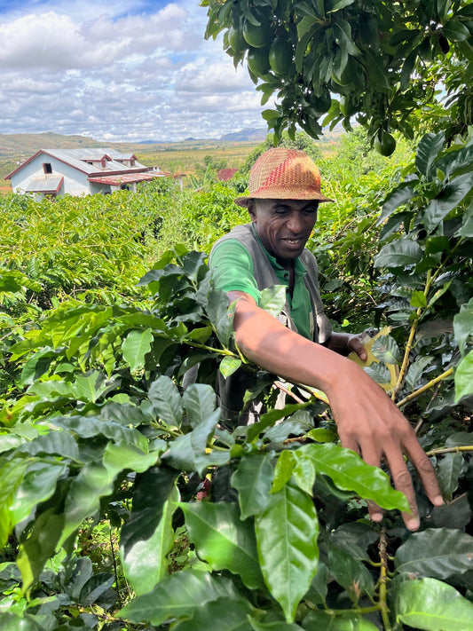 The inspiration behind our farms and outgrower program