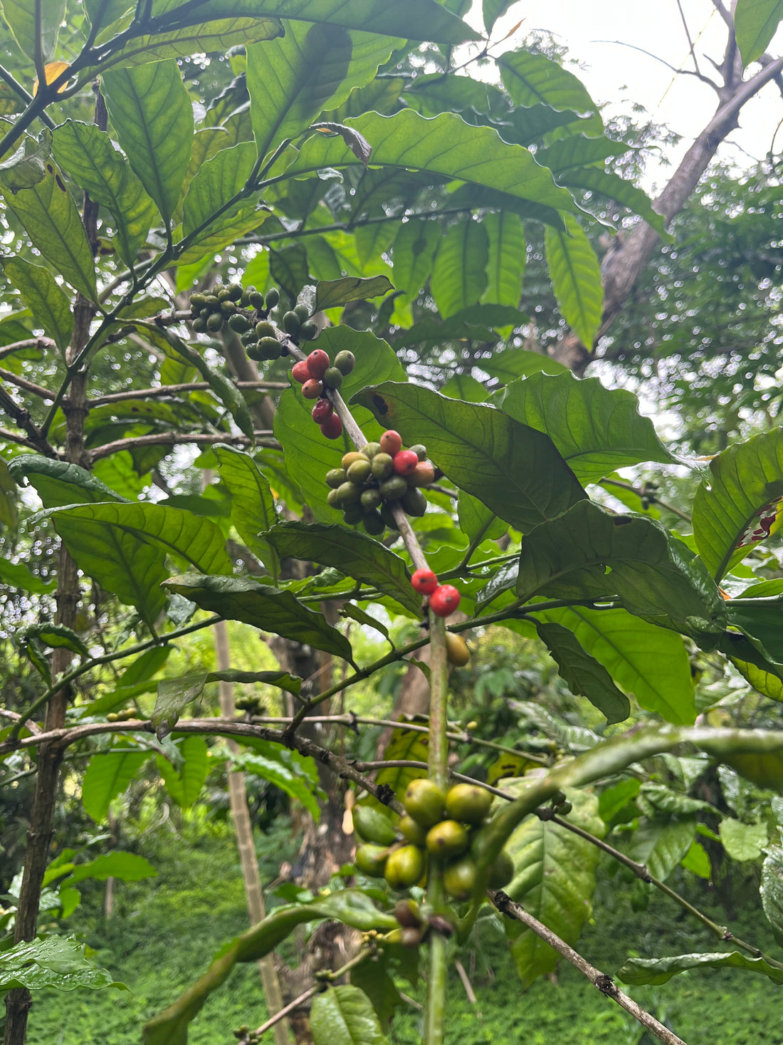The Difference between Arabica & Robusta