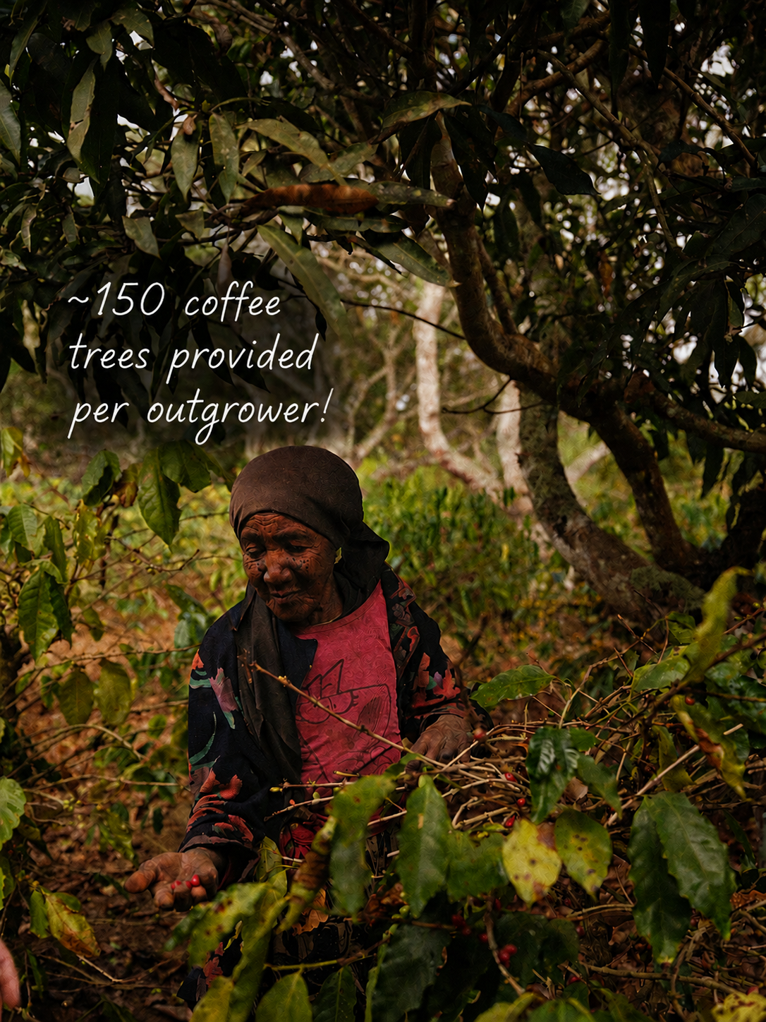150 coffee trees per outgrower