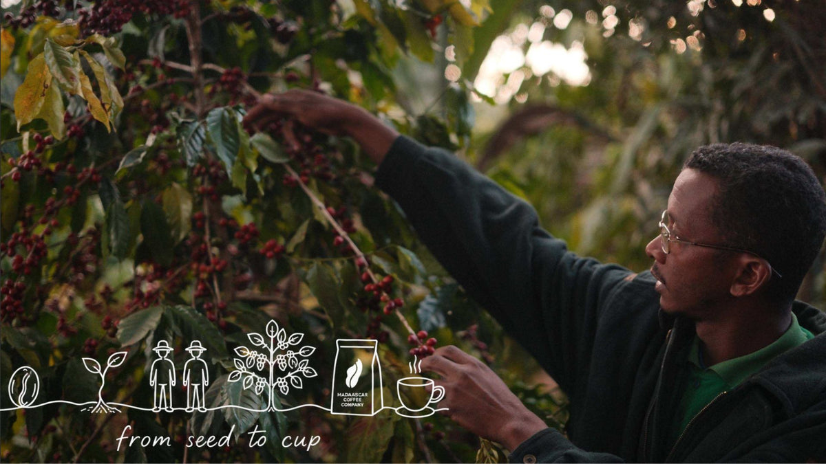 A farmer and a coffee tree