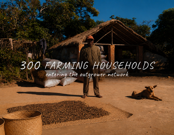 300 farming households entering the outgrower network