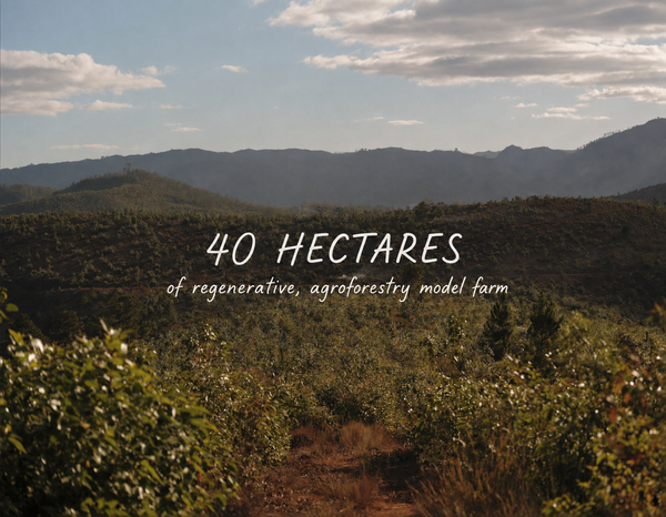 40 ha of regenerative, agroforestry model farm