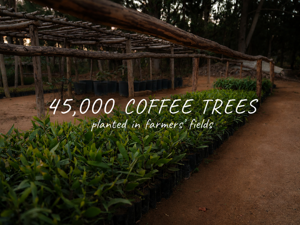 45000 coffee trees planted in farmers' fields