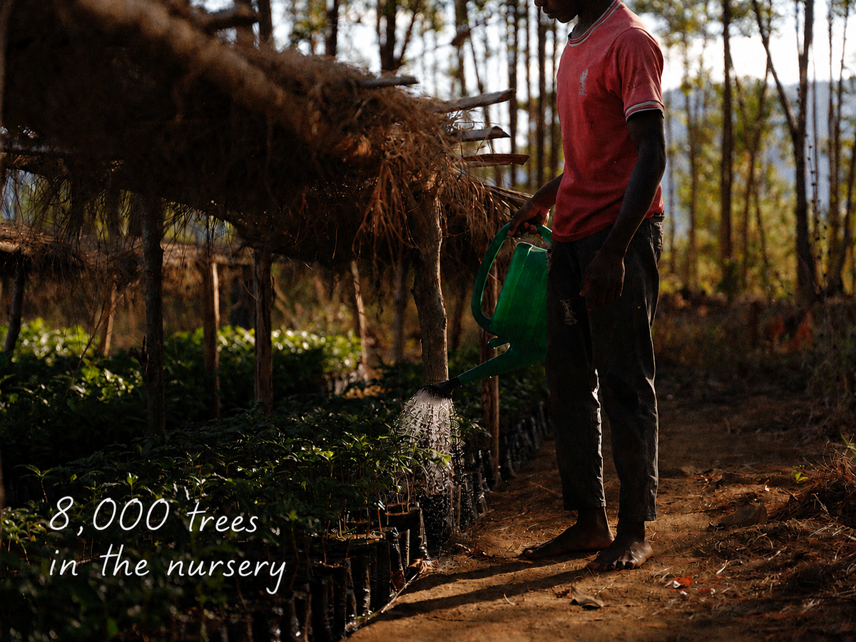 8000 trees in the nursery