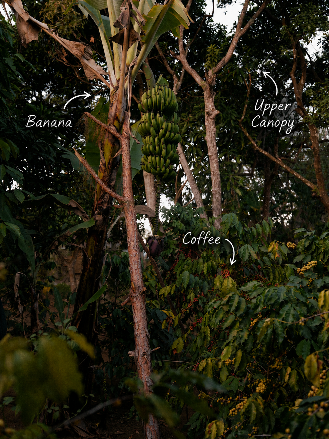 Agroforestry