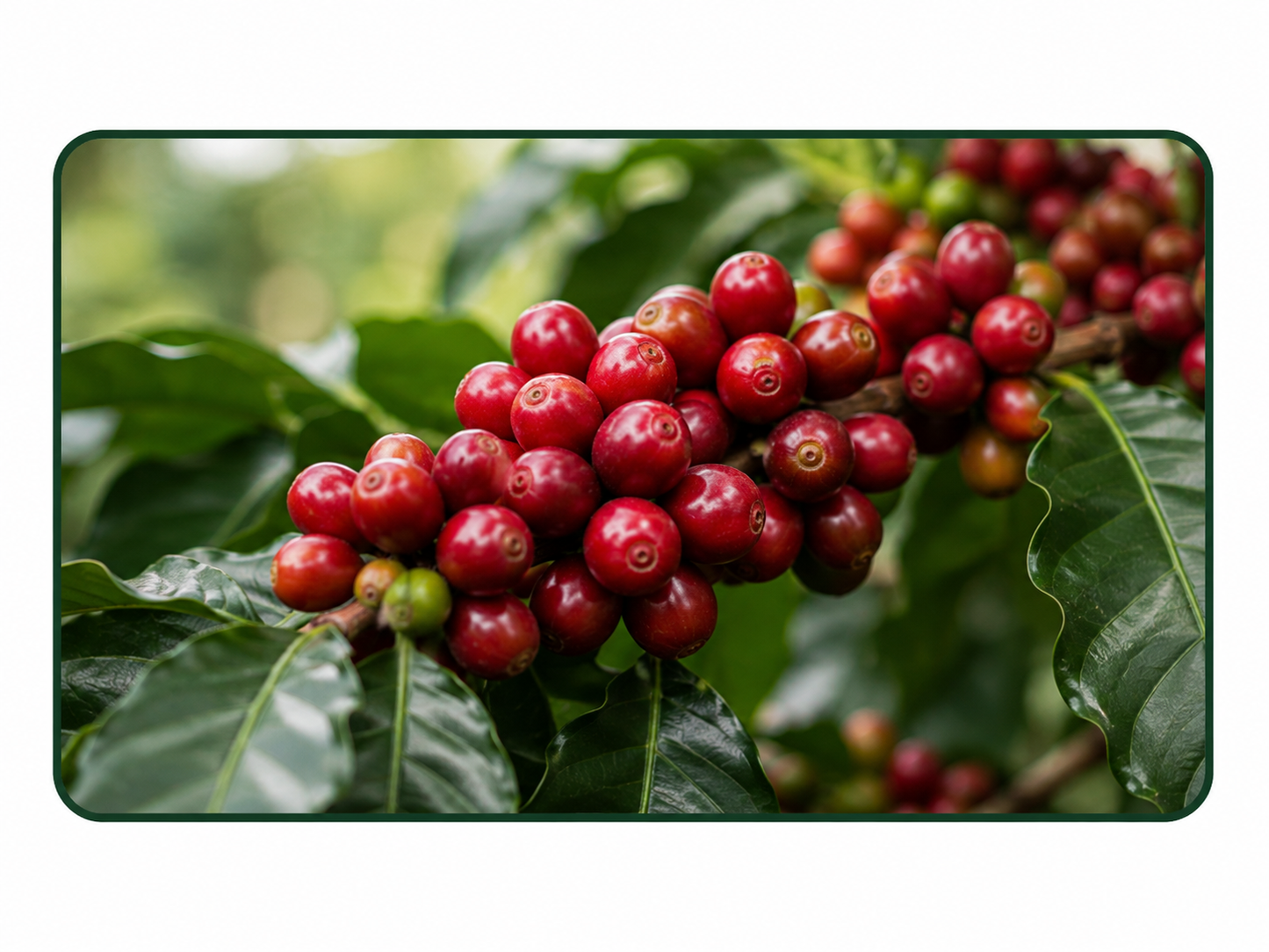 Future Harvest Reserve
