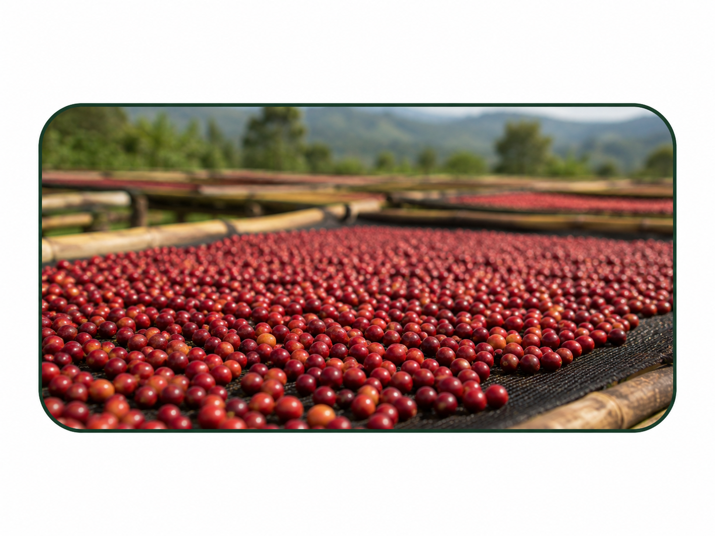 Outgrower Coffee Reserve