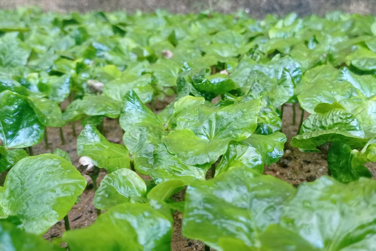 Planting Founder